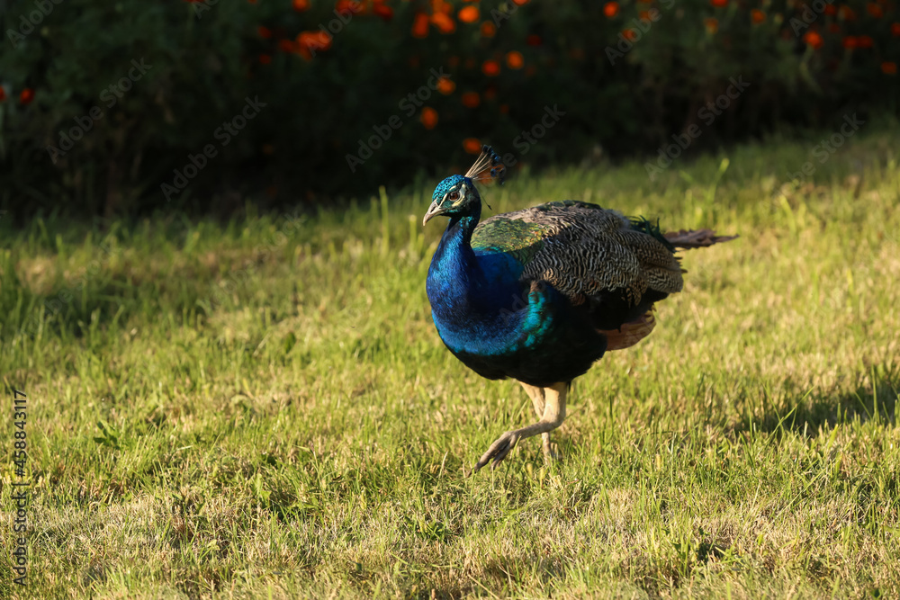 One beautiful peacock in nature reserve on sunny day One beautiful peacock in nature reserve on sunny day