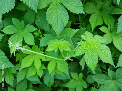 close up Humulus japonicus leaves.