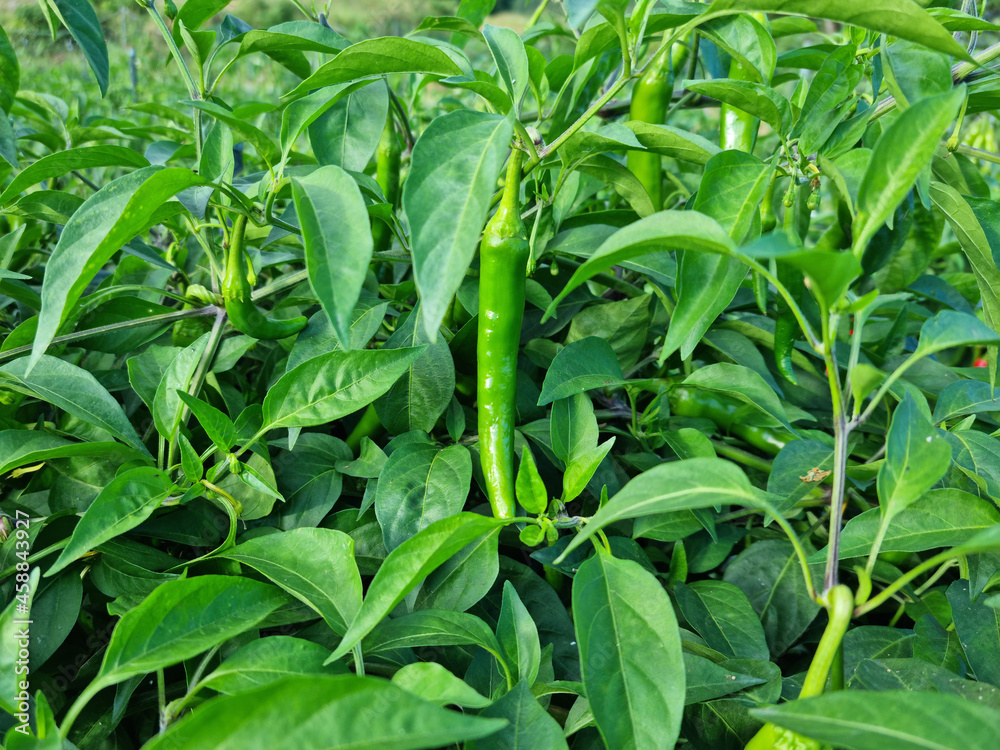 Green pepper hanging in pepper field Green pepper hanging in pepper field
