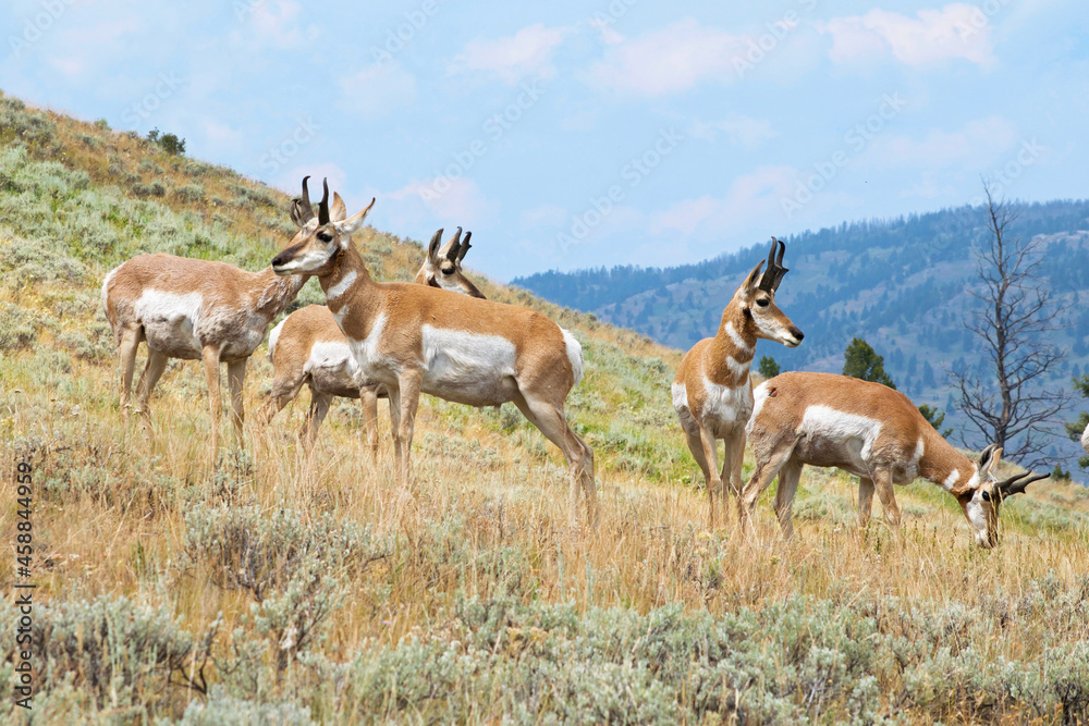 Pronghorn herd on mountainside Pronghorn herd on mountainside