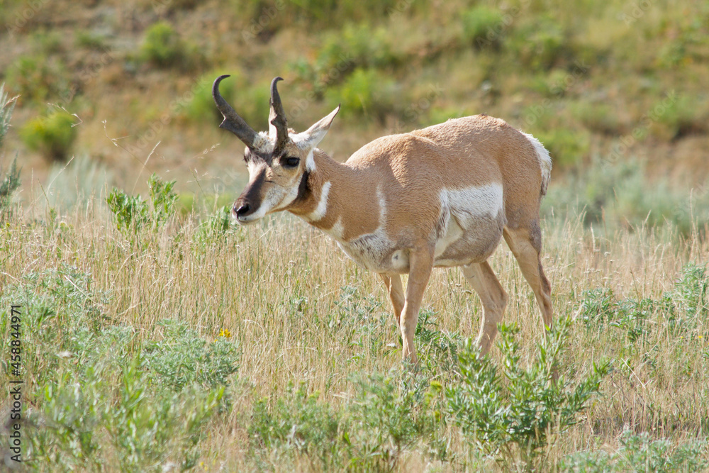 Pronghorn