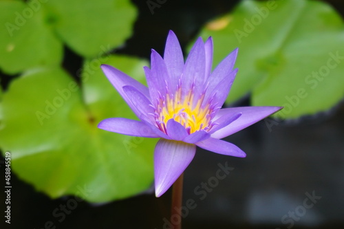 purple lotus