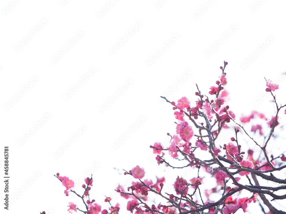 お寺の境内に咲いている梅の花