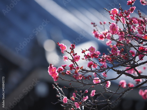 お寺の境内に咲いている梅の花