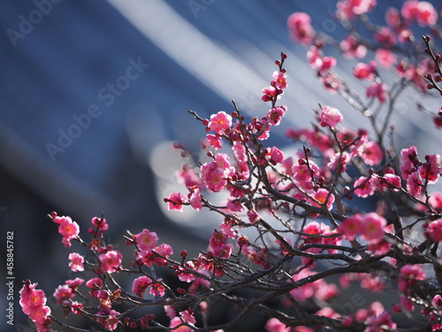 お寺の境内に咲いている梅の花