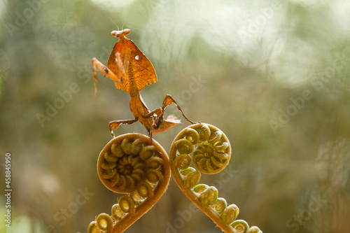 Deroplatys Truncata Original Mantis from Borneo Island photo