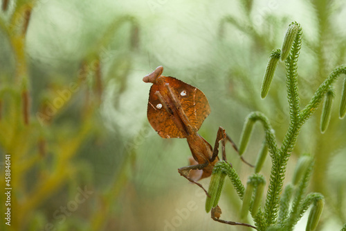 Deroplatys Truncata Original Mantis from Borneo Island photo