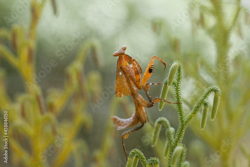 Deroplatys Truncata Original Mantis from Borneo Island photo