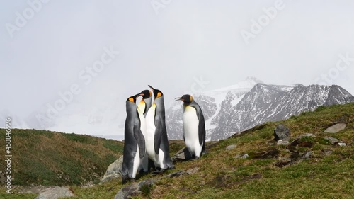 King Penguins on the beach in South Georgia photo