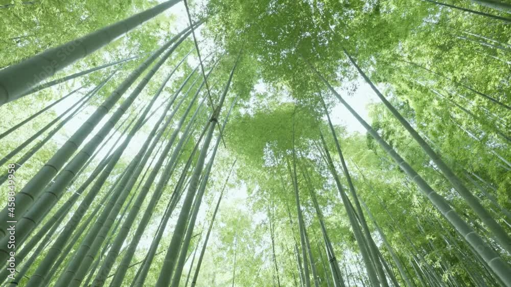 4K・Bamboo Forest 4K・Bamboo Forest