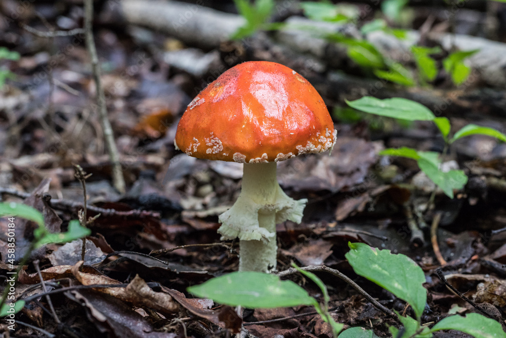 Toxic and hallucinogen mushroom Fly Agaric in grass on autumn forest background. Red poisonous Amanita Muscaria fungus macro close up in natural environment. Inspirational natural fall landscape Toxic and hallucinogen mushroom Fly Agaric in grass on autumn forest background. Red poisonous Amanita Muscaria fungus macro close up in natural environment. Inspirational natural fall landscape