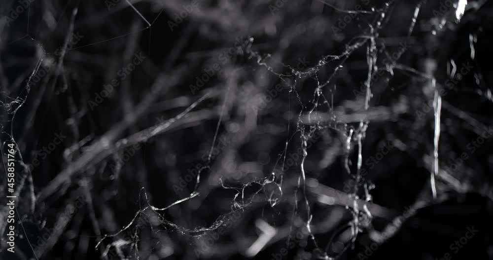Pushing through a mess of spooky cobwebs at night. Halloween spider web background. Pushing through a mess of spooky cobwebs at night. Halloween spider web background.
