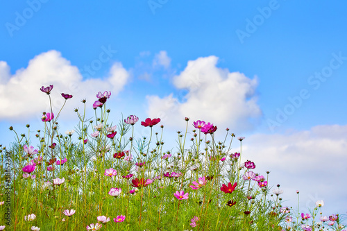 파란 가을 하늘과 코스모스 꽃밭의 풍경