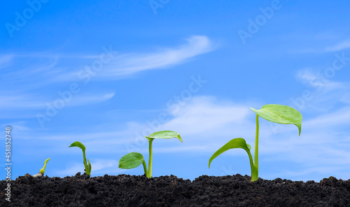 Row of plant seedlings growing on fertile soil in 4 germination sequence steps against white clouds on blue sky background
