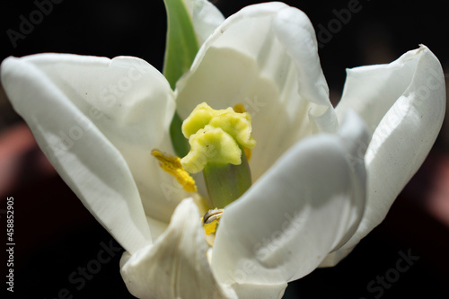 Fototapeta Naklejka Na Ścianę i Meble -  white tulip flower