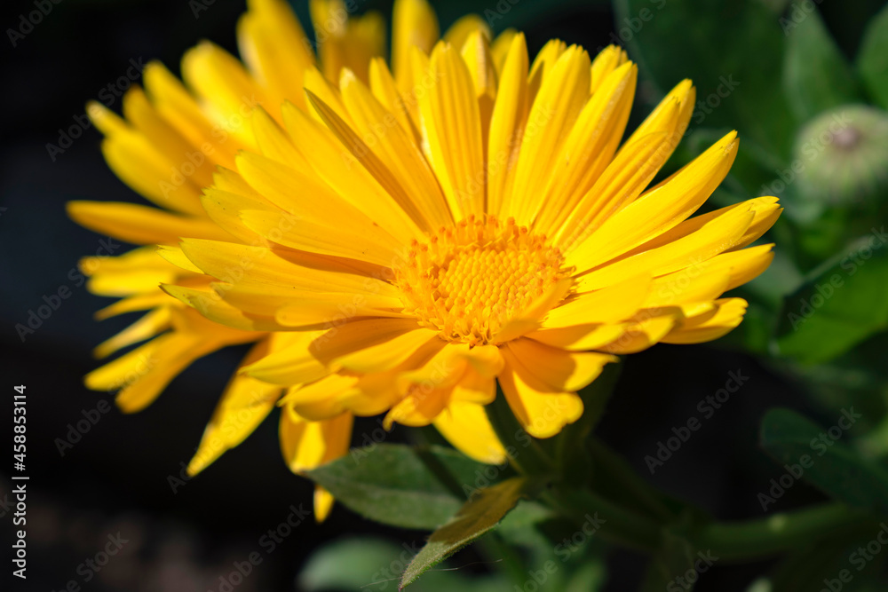 yellow flower yellow flower