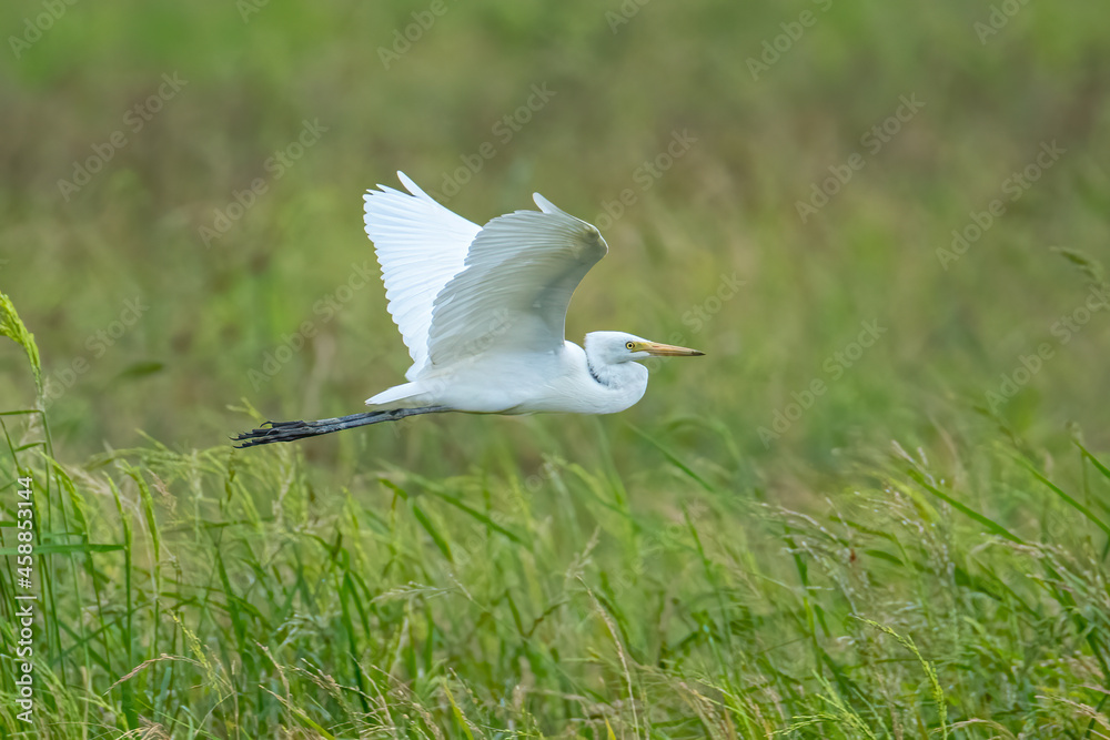 Nature wildlife image of Great Egret bird flying around paddy field Nature wildlife image of Great Egret bird flying around paddy field