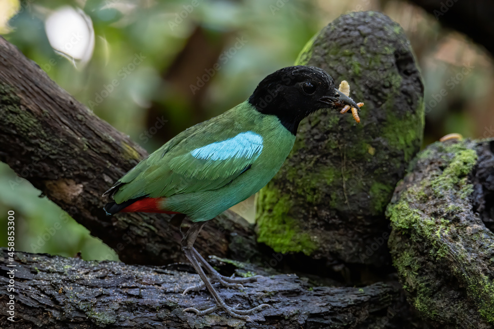 Fototapeta premium Nature Wildlife image of Borneo Hooded Pitta (Pitta sordida mulleri) with worm on mount on Rainforest jungle