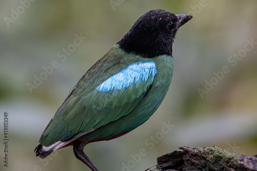 Nature Wildlife image of Borneo Hooded Pitta (Pitta sordida mulleri) on Rainforest jungle photo