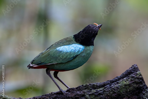 Nature Wildlife image of Borneo Hooded Pitta (Pitta sordida mulleri) on Rainforest jungle photo