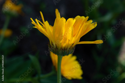 yellow flower