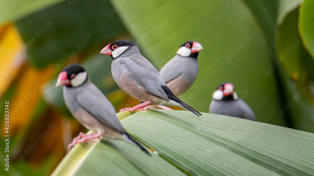Nature Wildlife image of beautiful pair of bird Java sparrow (Lonchura oryzivora) with green background