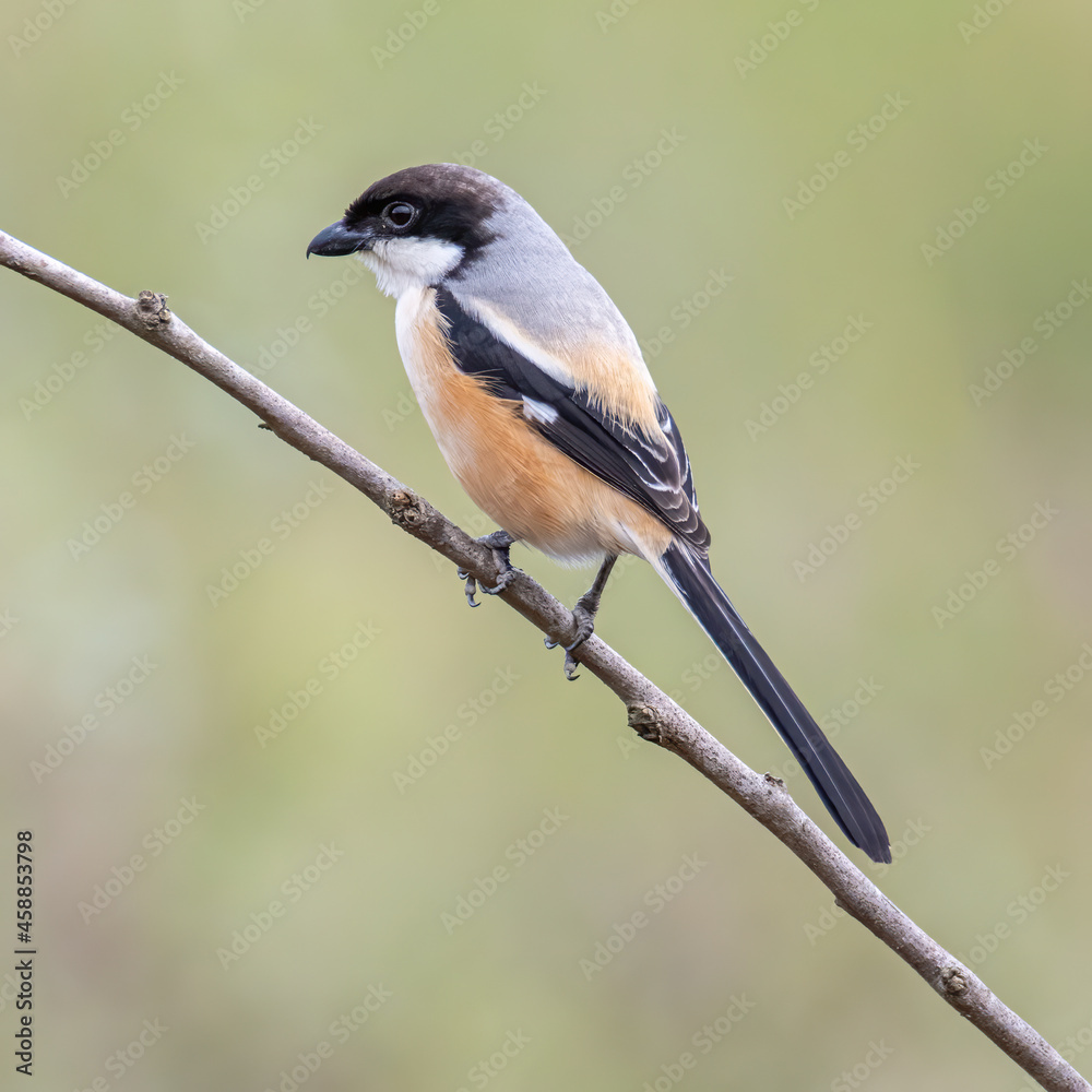 Obraz premium Nature wildlife image of Long-Tailed Shrike perch on tree brunch