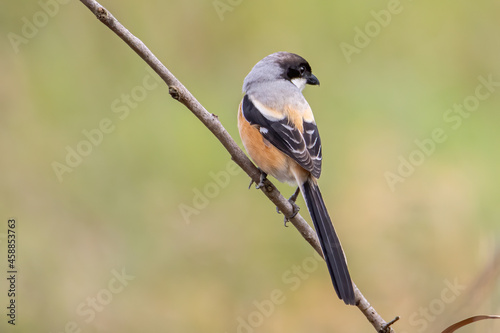 Nature wildlife image of Long-Tailed Shrike perch on tree brunch