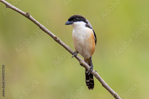 Nature wildlife image of Long-Tailed Shrike perch on tree brunch