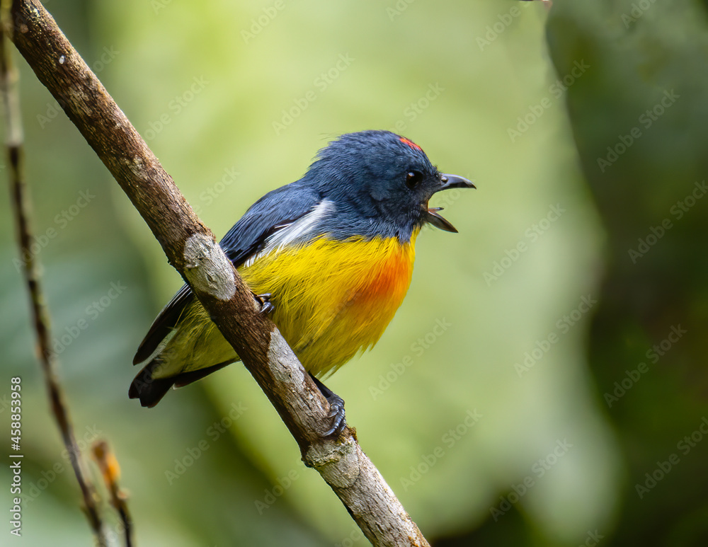 Nature wildlife image of Yellow-rumped flowerpecker (Prionochilus xanthopygius) endemic of Borneo Nature wildlife image of Yellow-rumped flowerpecker (Prionochilus xanthopygius) endemic of Borneo