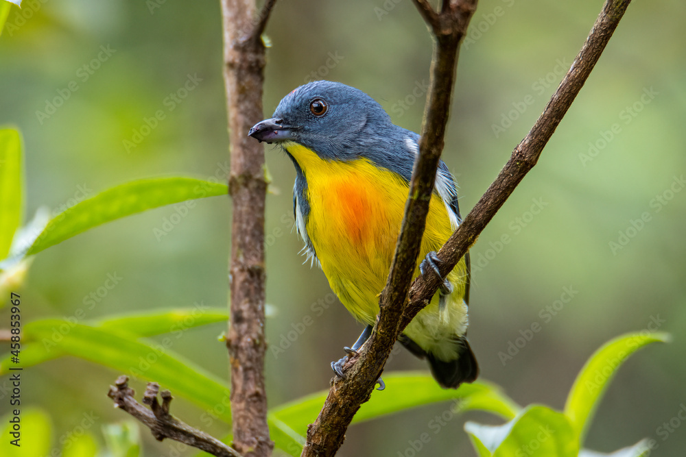 Nature wildlife image of Yellow-rumped flowerpecker (Prionochilus xanthopygius) endemic of Borneo Nature wildlife image of Yellow-rumped flowerpecker (Prionochilus xanthopygius) endemic of Borneo