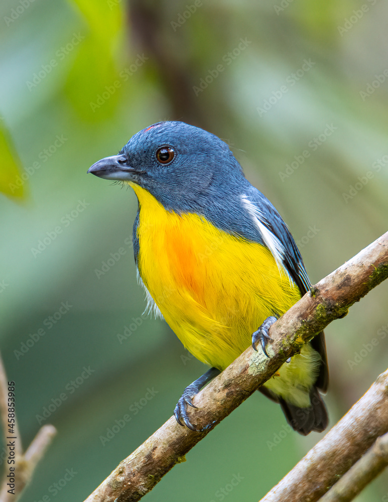 Obraz premium Nature wildlife image of Yellow-rumped flowerpecker (Prionochilus xanthopygius) endemic of Borneo