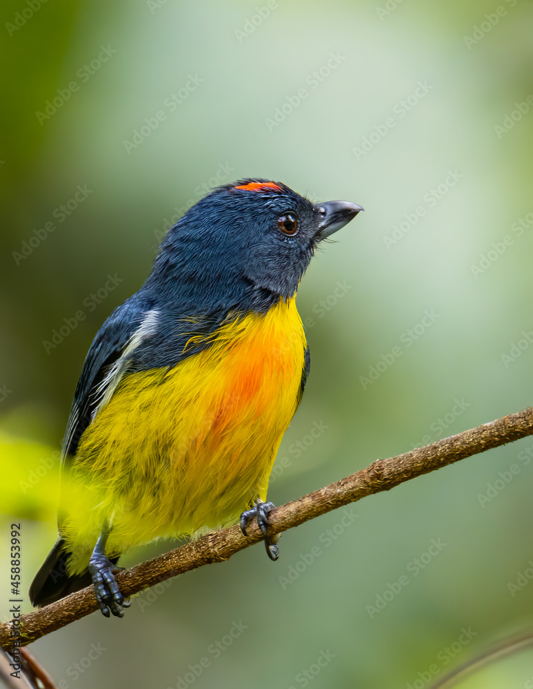 Obraz premium Nature wildlife image of Yellow-rumped flowerpecker (Prionochilus xanthopygius) endemic of Borneo