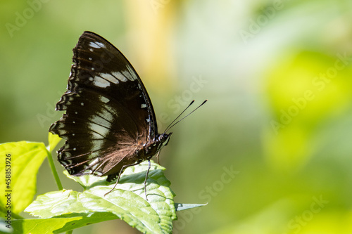 Nature wildlife image of butterfly on green leaves