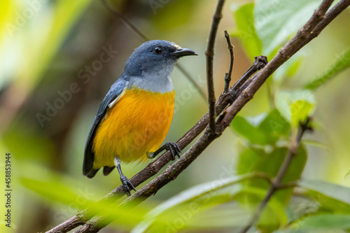 Nature wildlife image of Yellow-rumped flowerpecker (Prionochilus xanthopygius) endemic of Borneo