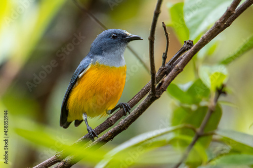 Nature wildlife image of Yellow-rumped flowerpecker (Prionochilus xanthopygius) endemic of Borneo © alenthien