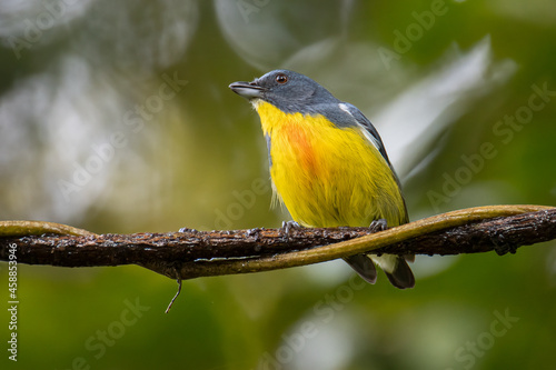 Nature wildlife image of Yellow-rumped flowerpecker  Prionochilus xanthopygius  endemic of Borneo