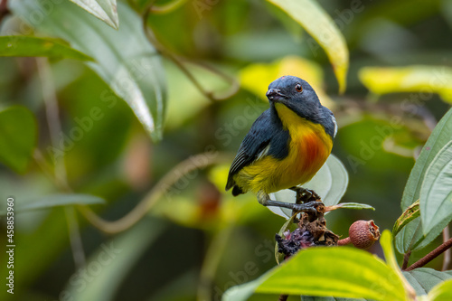 Nature wildlife image of Yellow-rumped flowerpecker (Prionochilus xanthopygius) endemic of Borneo