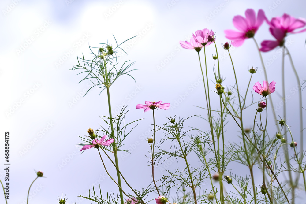 Pink cosmos flowers field on white cloud sky background Pink cosmos flowers field on white cloud sky background