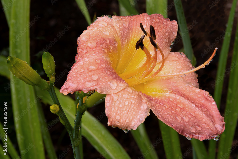Fototapeta premium Soaking wet! Petals of pink daylily blossom drenched with hundreds of raindrops. Flower is reflected in tiny droplets clinging to long pistil extending out from center of blossom.