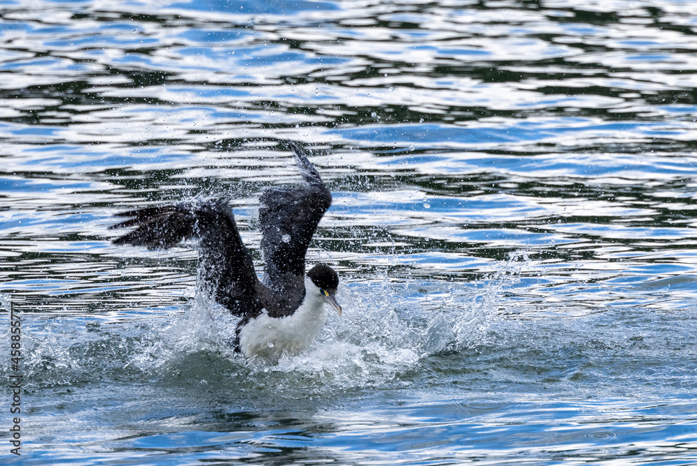 Fototapeta premium Pied Shag / Cormorant in New Zealand