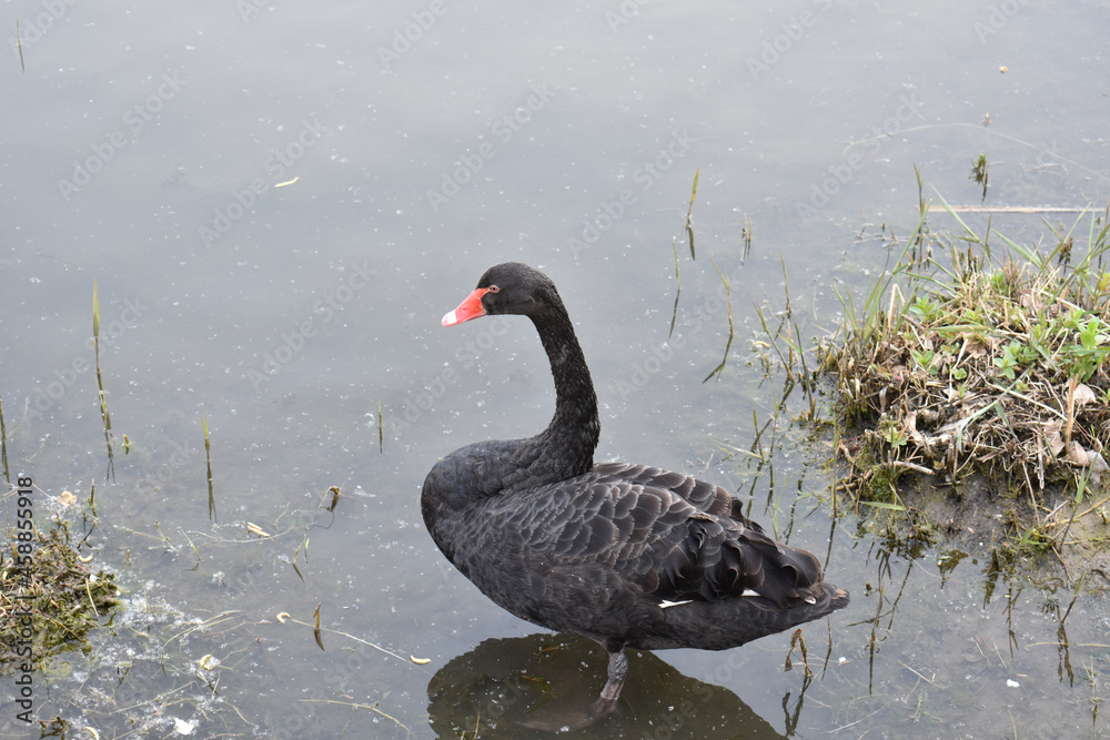Obraz premium black swan on the lake