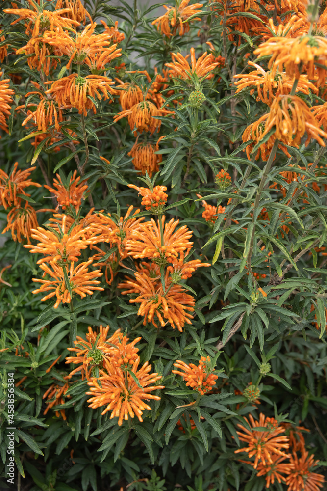 Reddish-Orange fuzzy Lion's Ear flowers Reddish-Orange fuzzy Lion's Ear flowers
