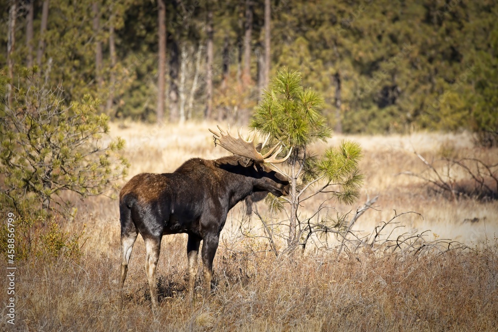 Fototapeta premium Bull moose in the woods.