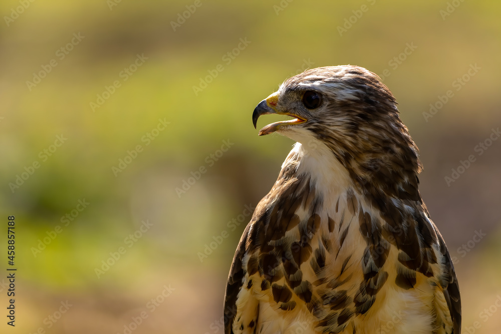 A portrait of a common buzzard at a sunny day in summer.