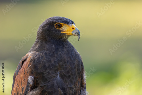 Portrait of a desert buzzard at a sunny day in summer.