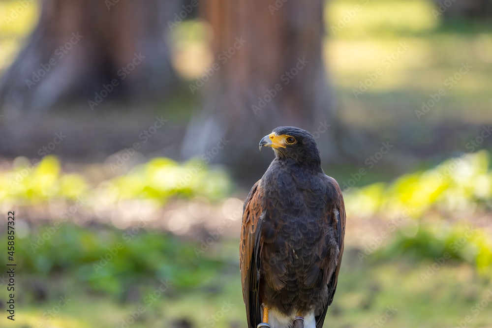 Portrait of a desert buzzard at a sunny day in summer. Portrait of a desert buzzard at a sunny day in summer.