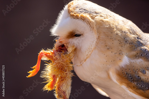 Fototapeta Naklejka Na Ścianę i Meble -  A barn owl eating a chick at a sunny day in summer.