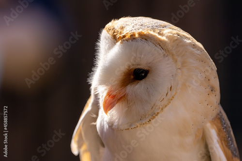 A portrait of a barn owl at a sunny day in summer.