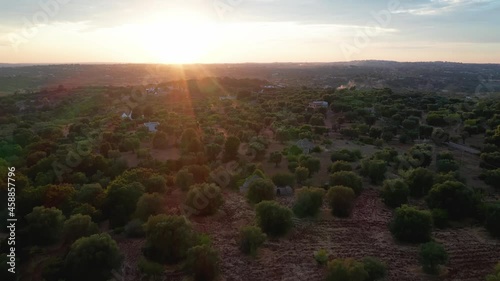 Aerial Drone Footage: Beautiful Agricultural Plantations. Farming Fields Olive Trees 